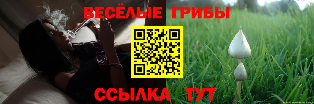 Псилоцибиновые грибы Psilocybine cubensis Дагестанские Огни